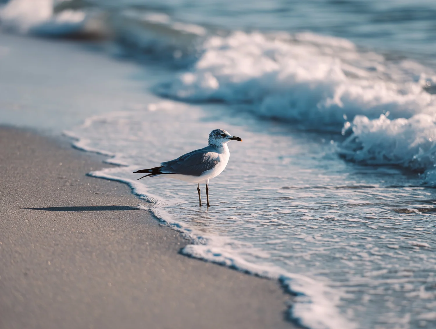 Möwe in einer kleinen Welle an der Ostsee